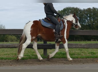 Tinker Mestizo, Caballo castrado, 6 años, 138 cm, Pío