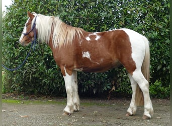 Tinker Mestizo, Caballo castrado, 6 años, 138 cm, Pío