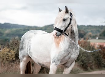 Tinker Mestizo, Caballo castrado, 6 años, 139 cm, Tordo