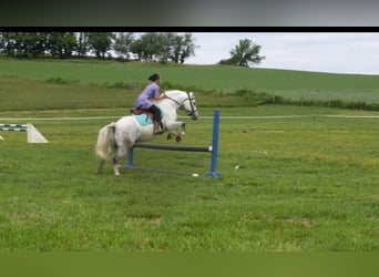 Tinker Mestizo, Caballo castrado, 6 años, 140 cm, Tordo