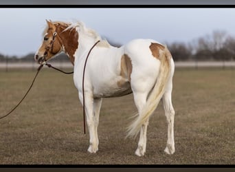 Tinker, Caballo castrado, 6 años, 142 cm, Tobiano-todas las-capas