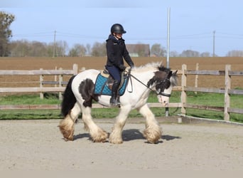 Tinker, Caballo castrado, 6 años, 144 cm, Pío