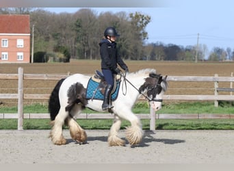 Tinker, Caballo castrado, 6 años, 144 cm, Pío
