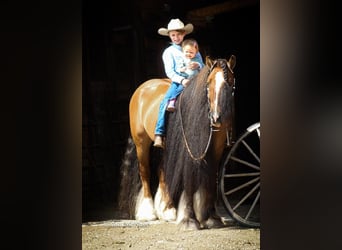 Tinker, Caballo castrado, 6 años, 145 cm, Bayo