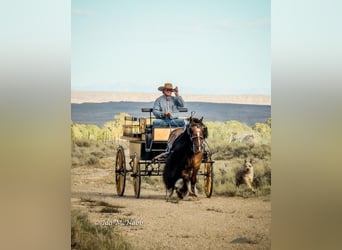 Tinker, Caballo castrado, 6 años, 145 cm, Bayo
