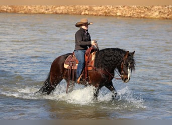 Tinker, Caballo castrado, 6 años, 145 cm, Castaño rojizo