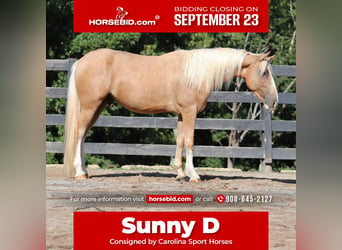 Tinker Mestizo, Caballo castrado, 6 años, 145 cm, Palomino