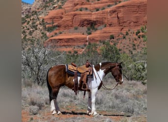 Tinker Mestizo, Caballo castrado, 6 años, 150 cm