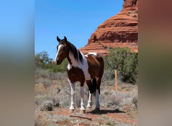 Tinker Mestizo, Caballo castrado, 6 años, 150 cm