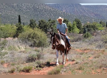 Tinker Mestizo, Caballo castrado, 6 años, 150 cm