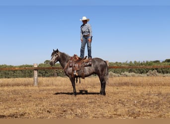 Tinker Mestizo, Caballo castrado, 6 años, 150 cm, Tordo