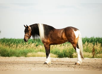 Tinker Mestizo, Caballo castrado, 6 años, 152 cm, Pío