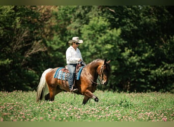 Tinker Mestizo, Caballo castrado, 6 años, 152 cm, Pío