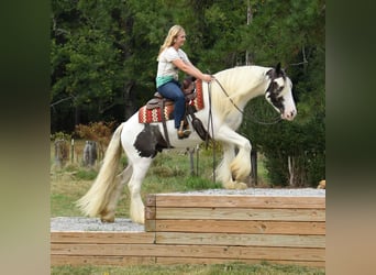 Tinker, Caballo castrado, 6 años, 152 cm, Tobiano-todas las-capas