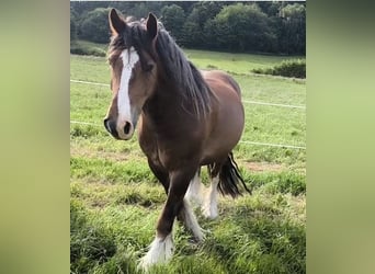Tinker, Caballo castrado, 6 años, 155 cm, Castaño