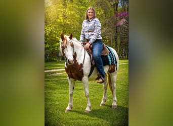 Tinker, Caballo castrado, 6 años, 157 cm, Pío