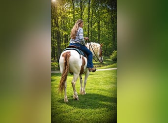Tinker, Caballo castrado, 6 años, 157 cm, Pío