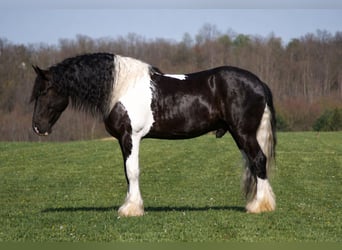 Tinker Mestizo, Caballo castrado, 6 años, 163 cm, Pío