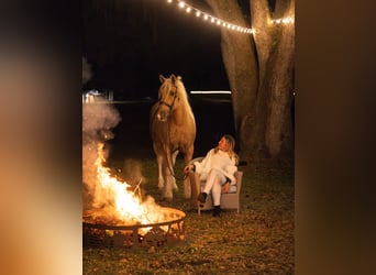 Tinker Mestizo, Caballo castrado, 6 años, 168 cm, Pío