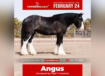 Tinker Mestizo, Caballo castrado, 6 años, 170 cm, Ruano azulado