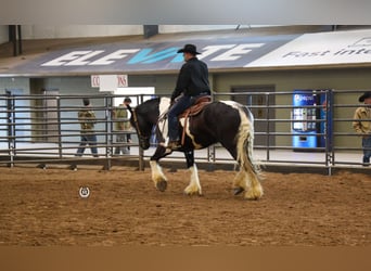 Tinker Mestizo, Caballo castrado, 6 años, 175 cm