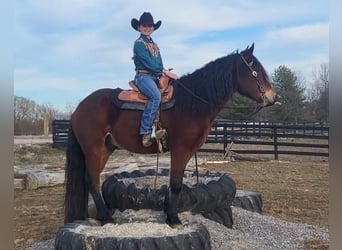 Tinker Mestizo, Caballo castrado, 6 años, Castaño rojizo