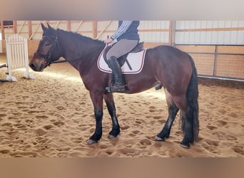 Tinker Mestizo, Caballo castrado, 6 años, Castaño rojizo