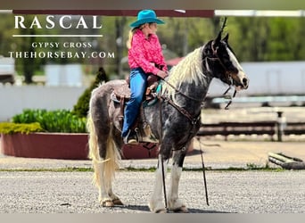 Tinker, Caballo castrado, 6 años, Morcillo