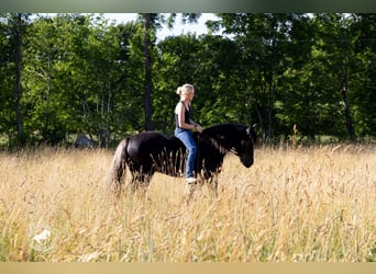 Tinker, Caballo castrado, 6 años, Negro