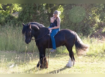 Tinker, Caballo castrado, 6 años, Negro