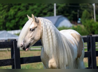 Tinker, Caballo castrado, 6 años, Pío
