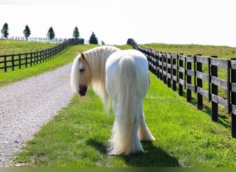 Tinker, Caballo castrado, 6 años, Pío