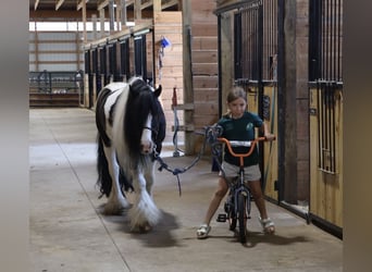 Tinker, Caballo castrado, 6 años, Pío