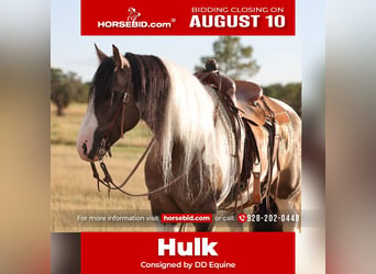 Tinker Mestizo, Caballo castrado, 6 años, Pío