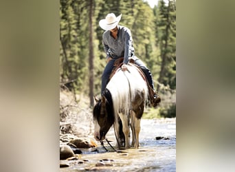 Tinker Mestizo, Caballo castrado, 6 años, Pío