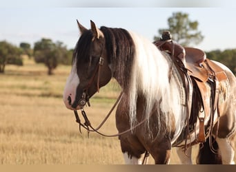 Tinker Mestizo, Caballo castrado, 6 años, Pío