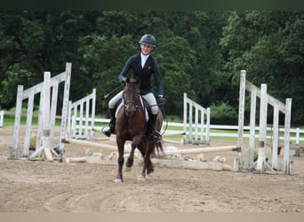 Tinker, Caballo castrado, 7 años, 124 cm, Castaño rojizo