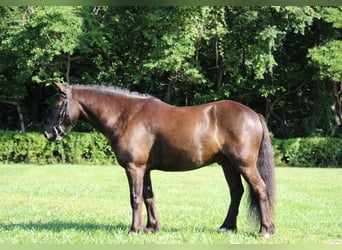 Tinker, Caballo castrado, 7 años, 124 cm, Castaño rojizo