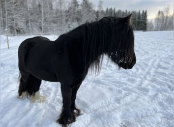 Tinker, Caballo castrado, 7 años, 125 cm, Morcillo