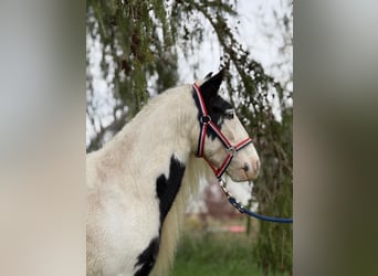 Tinker, Caballo castrado, 7 años, 132 cm, Pío