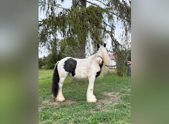 Tinker, Caballo castrado, 7 años, 132 cm, Pío