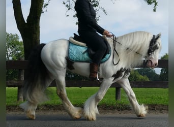 Tinker, Caballo castrado, 7 años, 134 cm, Pío