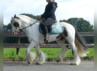 Tinker, Caballo castrado, 7 años, 134 cm, Pío