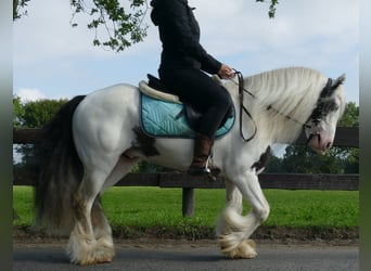 Tinker, Caballo castrado, 7 años, 134 cm, Pío