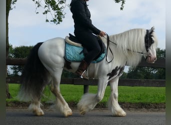 Tinker, Caballo castrado, 7 años, 134 cm, Pío