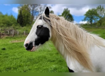 Tinker, Caballo castrado, 7 años, 137 cm, Pío
