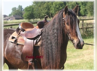 Tinker, Caballo castrado, 7 años, 140 cm, Castaño oscuro