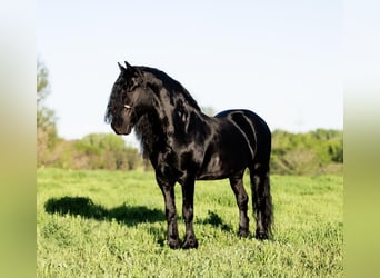 Tinker Mestizo, Caballo castrado, 7 años, 142 cm, Negro