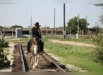 Tinker, Caballo castrado, 7 años, 142 cm, Ruano azulado