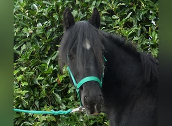 Tinker, Caballo castrado, 7 años, 143 cm, Negro